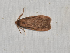 Scoliacma pactolias
