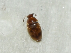 Mycetophagidae