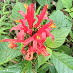 Pachystachys coccinea