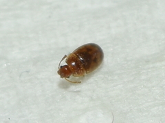 Mycetophagidae