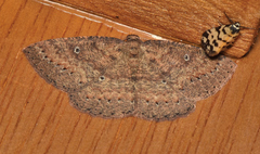 Casbia melanops