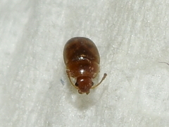 Mycetophagidae