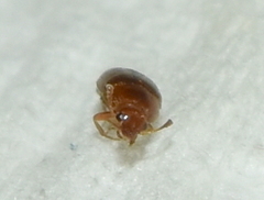 Mycetophagidae