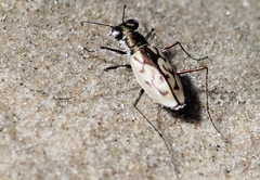 Cicindelina