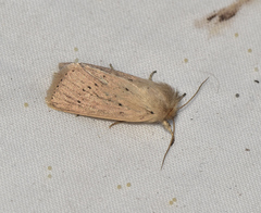 Bathytricha truncata