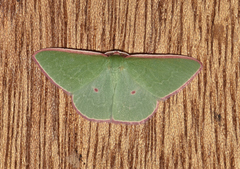 Chlorocoma cadmaria