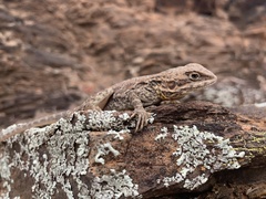 Ctenophorus modestus