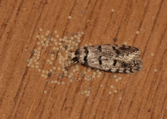 Scatochresis episema