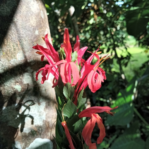 Image of Pachystachys coccinea by (c) Beah Vega, some rights reserved (CC BY)