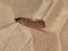 Archaereta dorsivittella