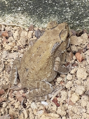 Duttaphrynus melanostictus