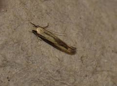 Opogona stenocraspeda