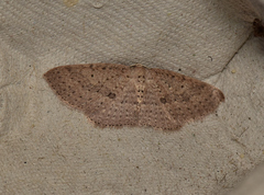 Poecilasthena anthodes