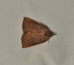 Authaemon stenonipha