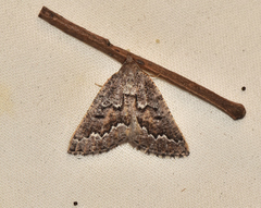 Hypsitropha euschema