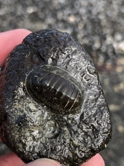 Image of Chiton glaucus
