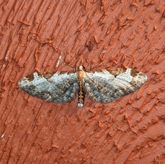 Eupithecia ravocostaliata
