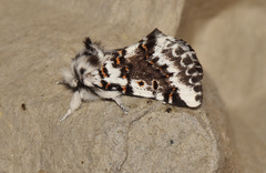 Aglaosoma periblepta