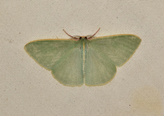 Chlorocoma assimilis