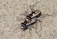 Cicindelina