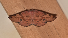 Onycodes traumataria