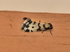 Thallarcha jocularis