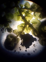 Frullania pentapleura