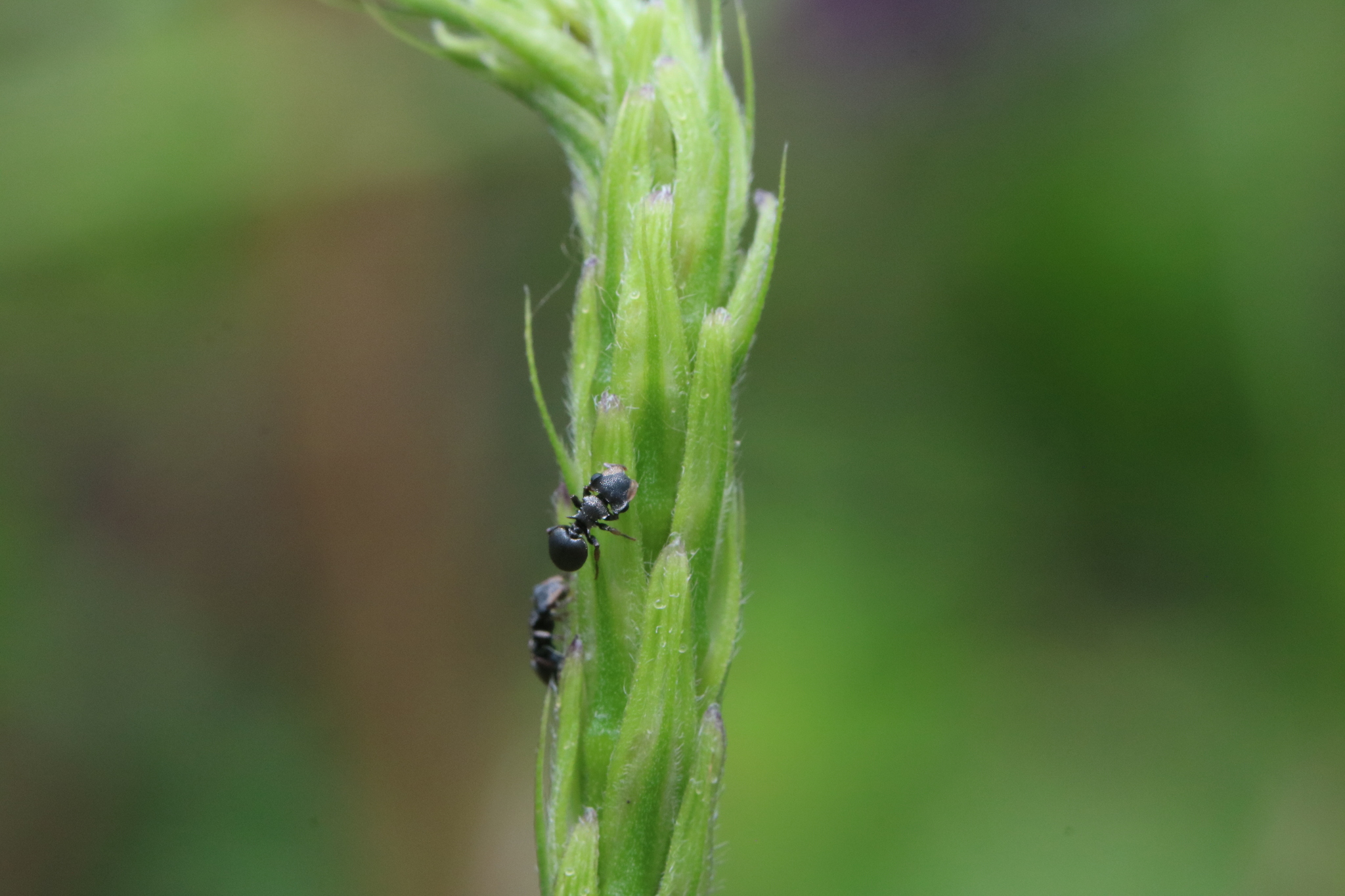 Cephalotes minutus