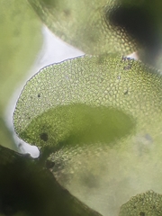 Frullania pentapleura
