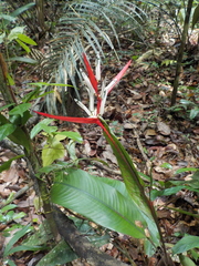 Heliconia acuminata