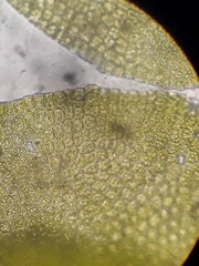 Frullania pentapleura