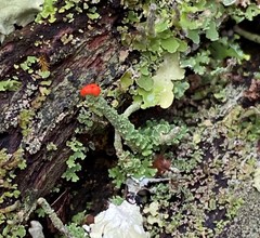Cladonia didyma
