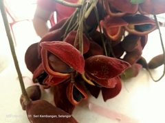 Sterculia parviflora