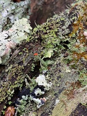Cladonia didyma