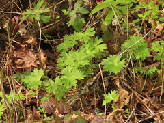 Delphinium trolliifolium