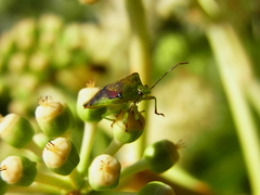 Elasmostethus nubilus