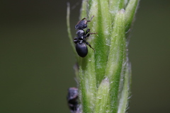Cephalotes minutus