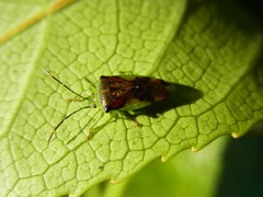 Elasmostethus nubilus