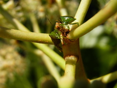 Elasmostethus nubilus