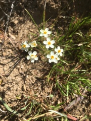 Leptosiphon parviflorus