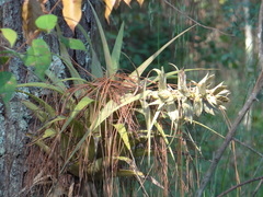 Tillandsia bourgaei