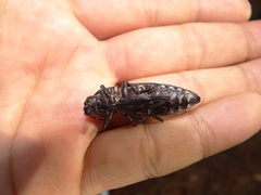 Chalcophora mexicana