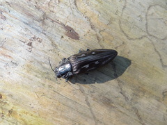 Chalcophora mexicana