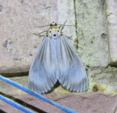 Neochera dominia