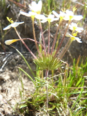 Leptosiphon parviflorus