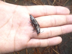 Chalcophora mexicana