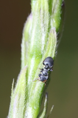 Cephalotes minutus