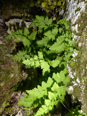 Cystopteris tasmanica