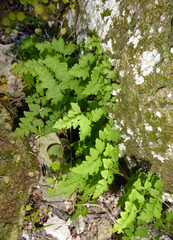 Cystopteris tasmanica
