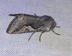 Stretchia plusiaeformis